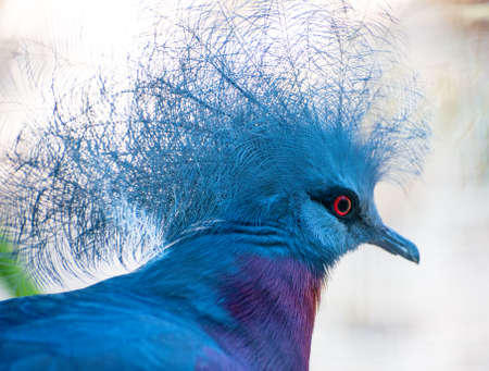 Portrait of Sclater's Crowned-pigeon.の写真素材