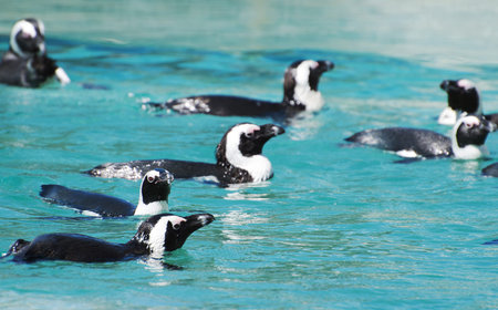 African penguins swimming in national park.の写真素材