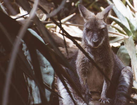 Kangaroo is sleeping in the shade.の写真素材