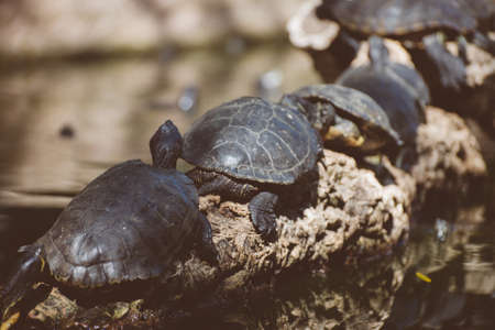 Lot of turtles sunbathing on a log.の写真素材