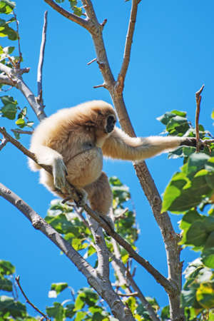 Lar gibbon on the tree. Hylobates lar.の写真素材