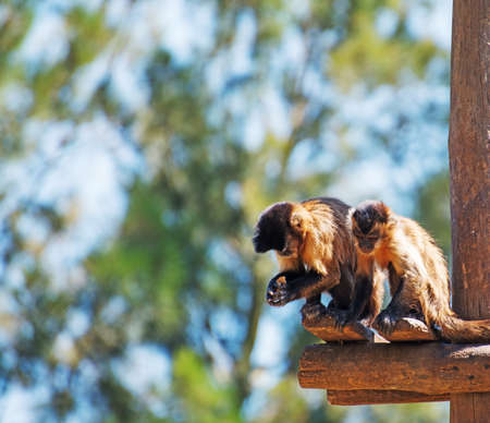 Two monkeys eating at the national park.の写真素材