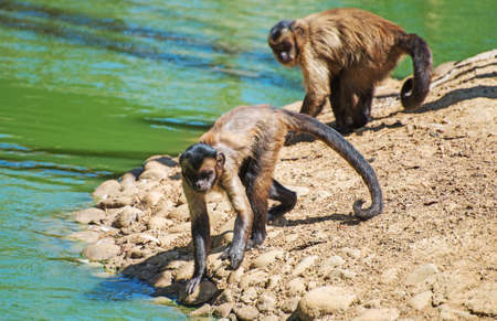 Two monkeys are fishing in the river.の写真素材
