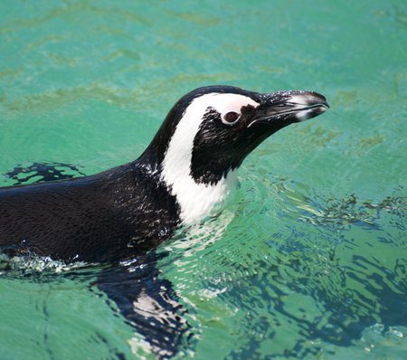 African penguin swimming in national park.の写真素材