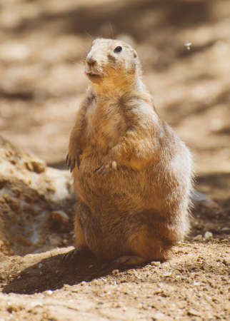 Portrait of Prairie dog. Genus Cynomys.の写真素材