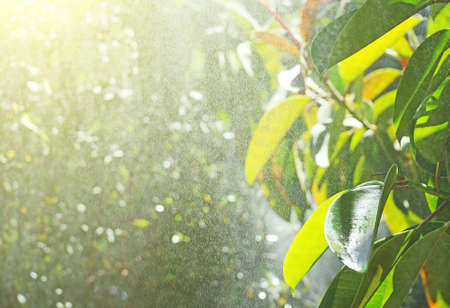 Summer morning in the rainforest. Suitable for background.の写真素材