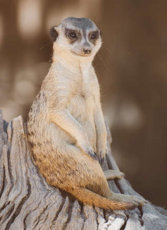 Portrait of curious meerkat. Suricata suricatta.の写真素材