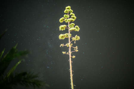 Pine tree with stars at night.の写真素材