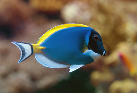 Close-up view of Powder blue surgeonfish.
