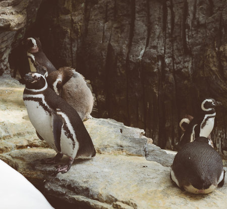 Magellanic penguins in the zoo. Spheniscus magellanicus.の写真素材