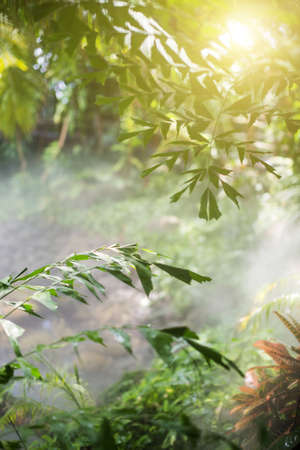 Summer morning in the rainforest. Suitable for background.の写真素材
