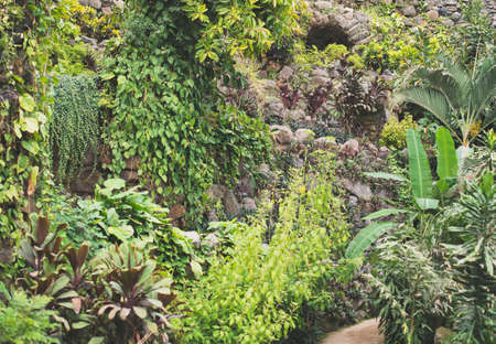 Lot of different plants in the botanical garden.の写真素材