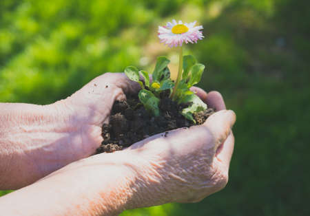 Elderly woman holding a flower in her hands.の写真素材