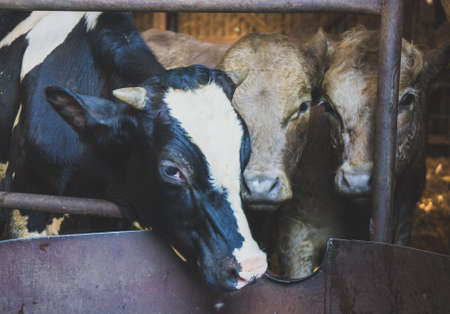 Cows inside the barn on dairy farm.の写真素材