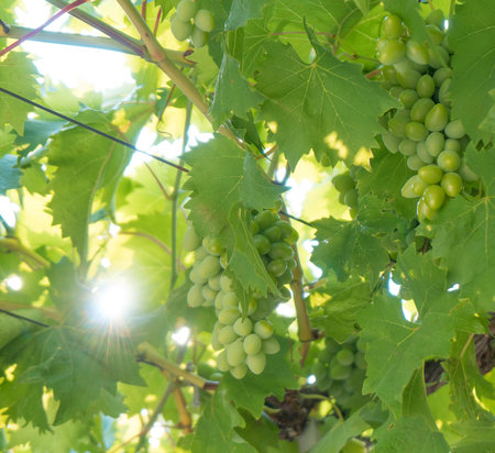 A bunch of green grapes growing in the garden.