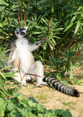 Ring-tailed lemur in the national park.