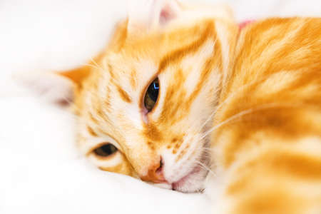 Cute ginder cat basking on the white bed.の写真素材