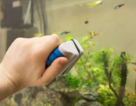 Male hand cleaning aquarium using magnetic cleaner.の写真素材