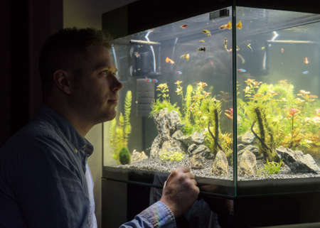 Handsome man looks at the fish in the aquarium at home.の写真素材