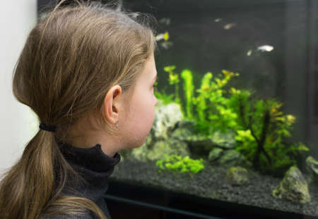 Little girl looks at the fish in the aquarium.の写真素材