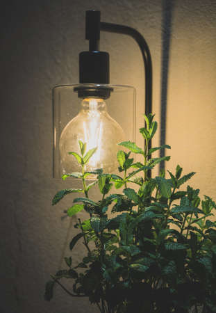 Beautiful vintage lamp on the street at night.の写真素材