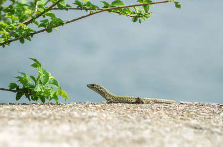 The little lizard basks in the sun.の写真素材