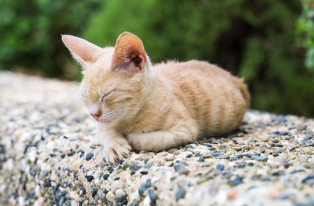 Dirty stray feral kitty on the street.