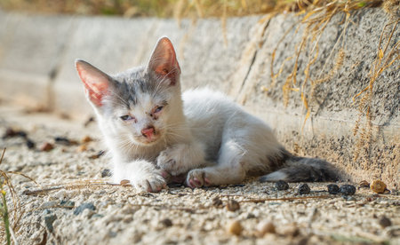 Homeless kitten abandoned on the street.の写真素材