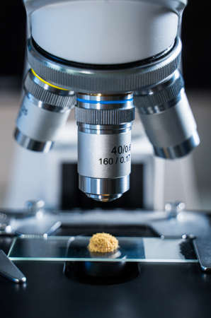 Close-up shot of Laboratory microscope with mold (aspergillus) sample.の写真素材