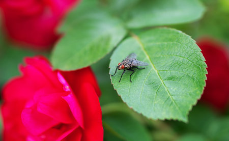 Fly is sitting on green leaf. Macro view.