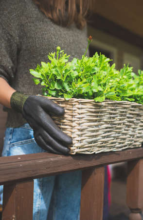 Woman holding basket with greenery outdoors.の写真素材