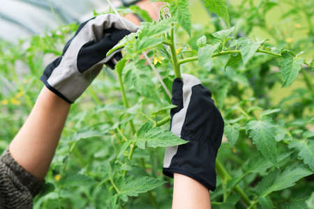 Woman ties up green tomatoes in the greenhouse.の写真素材