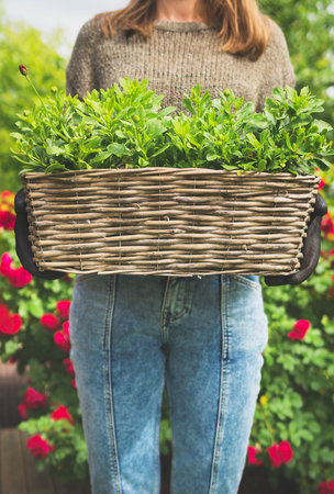 Woman holding basket with greenery outdoors.