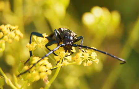 Macro shot of Musk beetle. Aromia moschata.の写真素材