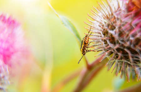 Macro shot of a bug on the greater burdock.の写真素材