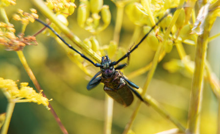 Macro shot of Musk beetle. Aromia moschata.