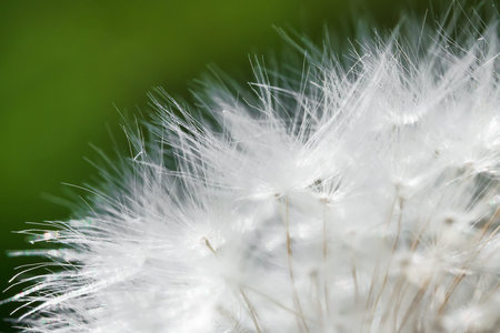 Macro shot of dandelion. Taraxacum officinale.