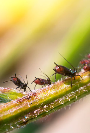 Macro shot of Aphids on the stem. Aphidoidea.