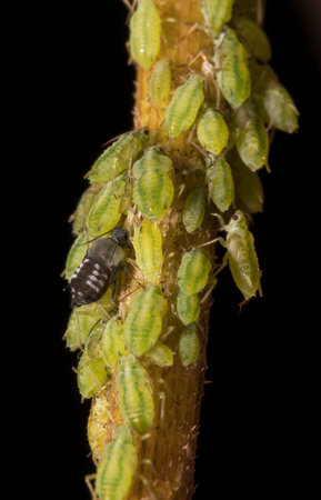 Macro shot of green Aphids on the stem. Aphidoidea.