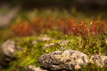 Macro shot of moss sprouts in the forest.の写真素材