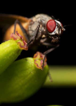 Macro shot of Flesh fly. Sarcophagidae.の写真素材