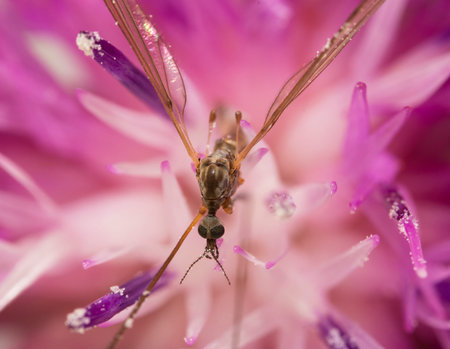 Macro view of Crane fly on the pink flower. Tipula maxima.