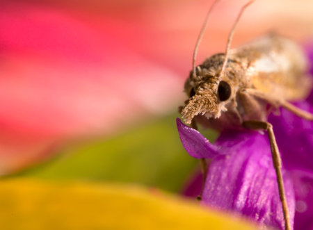 Macro shot of a moth with a proboscis.