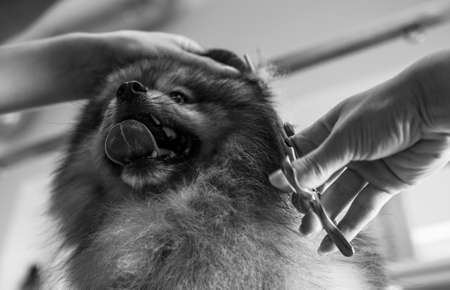 Worker of grooming salon evaluates her work.の写真素材