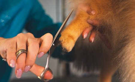 Haircut of pomeranian dog in grooming salon.