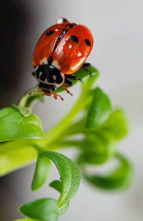 Macro view of ladybug sitting on the green leaf.