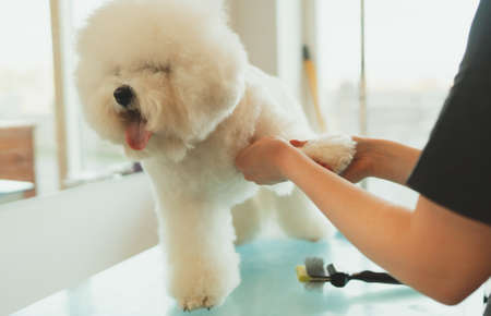 Bichon Frise in grooming salon. Combing dog hair.の写真素材