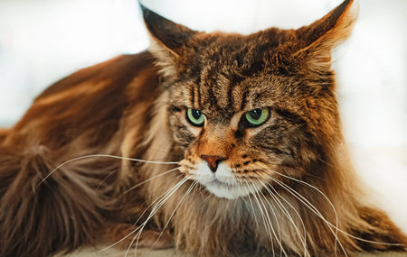 Portrait of Maine Coon. Largest domesticated cat breed.