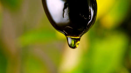 Drop of olive oil drips from black olive.の写真素材
