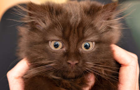 Little cute two month old kitten. Scottish Fold.の写真素材